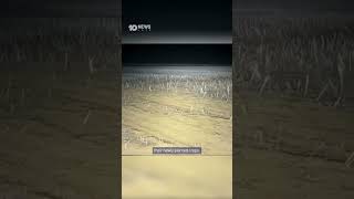 Swarms Of Mice Taking Over Crops In Western Australia | 10 News