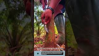 Practical Rubber Tapping Knife tool for Efficient Latex Harvesting #tools