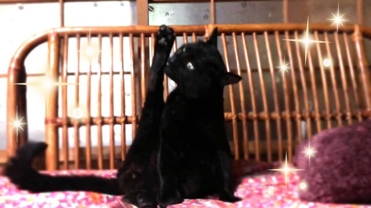 見所は猫の華麗なる毛づくろい Cat self grooming - YouTube