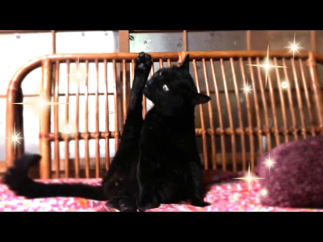 猫 毛づくろい カード検索 ｜ Z/X - Zillions of enemy X - ゼクス公式