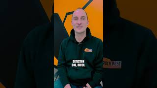Meet Our Bed Bug Inspector Ben Johnson &amp; Detection Dog Raven | Rock Pest Control
