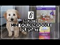 F1B MINI GOLDENDOODLE 6 MONTH PUPDATE🐶 | current size, first haircut, treats, new food & more