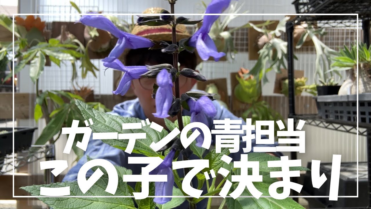 The ultimate blue flower for your garden: Super Salvia Blue Tears