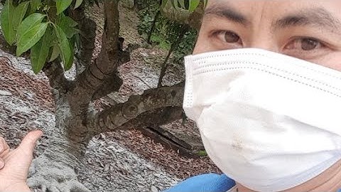 Chống Chàm , Vãi Vôi Cho Vải Thiều Lục Ngạn