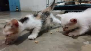 kucing  pelet #kitten