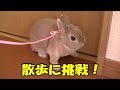 【ミニうさぎのくーちゃん】リードで散歩の練習をするうさぎ【面白可愛い動画集】funny and cute video of rabbit