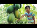 Seyhak like ripe papaya so much / Pick papaya at backyard / Prepare food for family