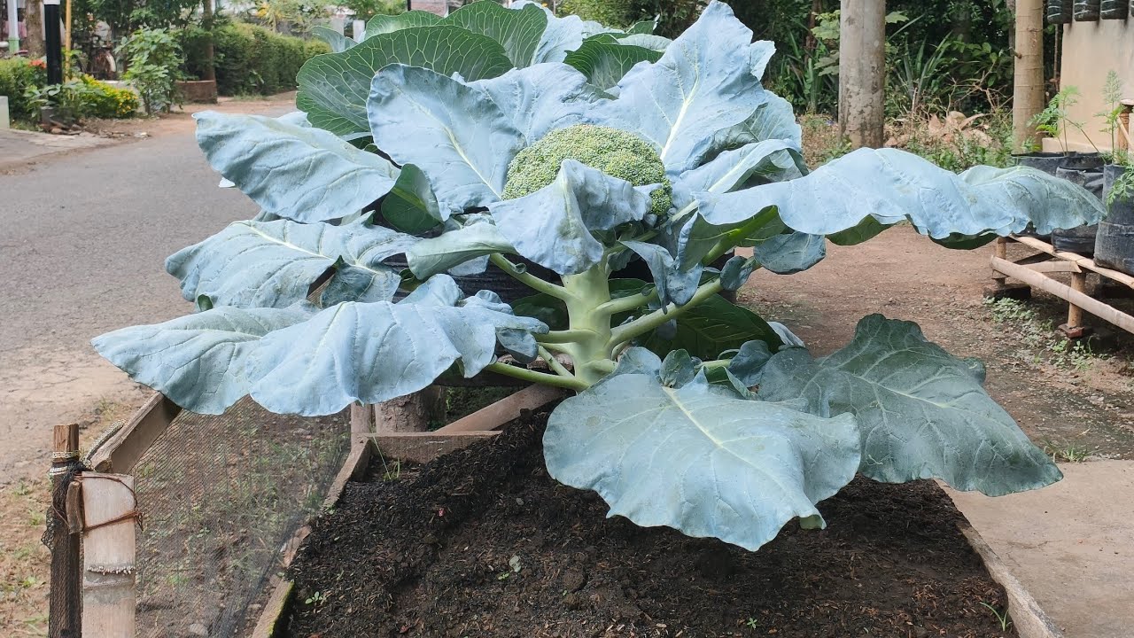 cara menanam brokoli di raised bed dari benih sampai panen || Planting