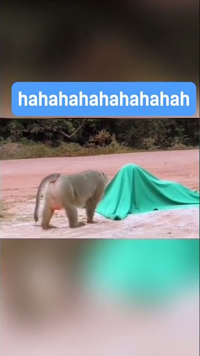 Fake Tiger Prank with Monkey 🐒🐅