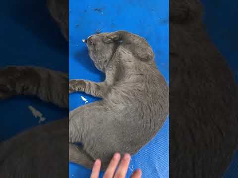 Video: Cómo Despertar A Un Gato