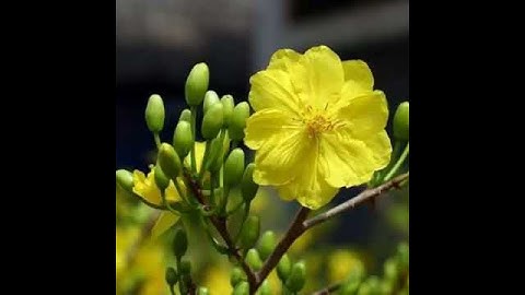 Chúc Mừng Năm Mới Tân Sửu 2021