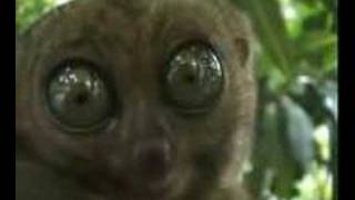 Lemur Crazy Eyes - Aka zili