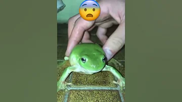 صوت الضفدع 