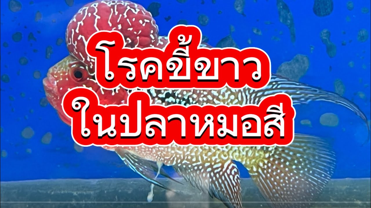 รักษาโรคขี้ขาวในปลาหมอสี