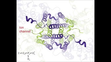 Glutamate receptor movie 6: gating at the ion channel – Sobolevsky Lab