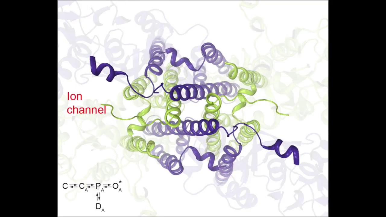 Glutamate receptor movie 6: gating at the ion channel – Sobolevsky Lab ...