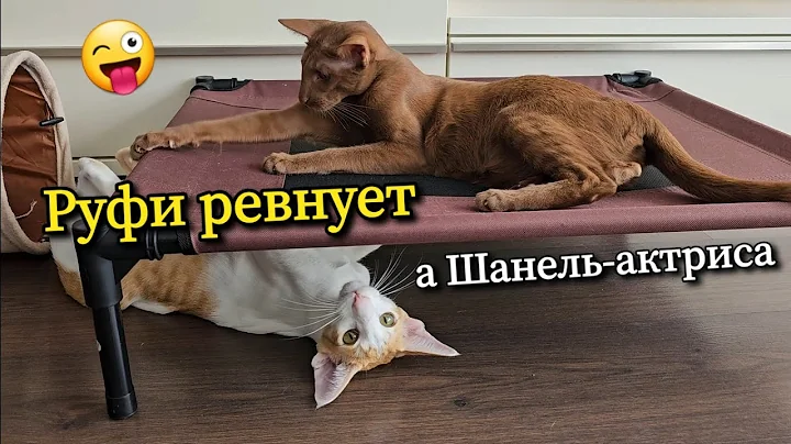 Video 11789711: oriental shorthair cat, cat first, funny cat