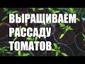 Как вырастить рассаду томатов