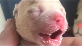 The transformation of a little dog abandoned at birth, taken care of by a man for one year! by pawsflare 19,111 views 2 months ago 8 minutes, 47 seconds