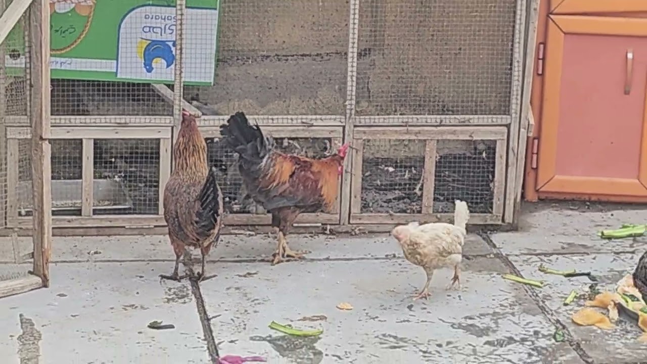 اول مرة بحياتي اربي دجاج بلسطح تعالو كتبولي نصائحكم اريد اتعلم واسوي قطيع كبير مال دجاج 