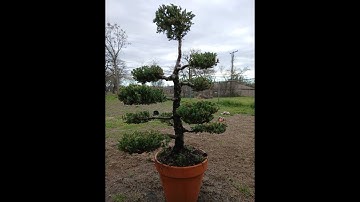 Bonsai Basics: Starting with a San Jose Juniper part 1