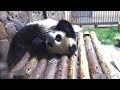 Panda in Chengdu 4K HDR