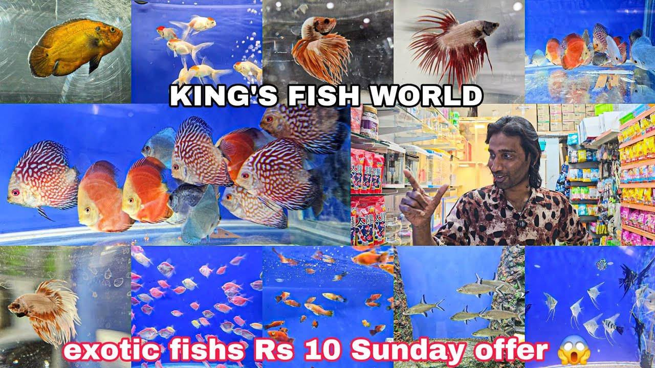 KING'S FISH WORLD PET'S HUB | Sunday dhamaka offer | fishes & cats food all accessories 