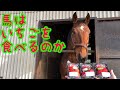 馬はいちごをたべるのか?