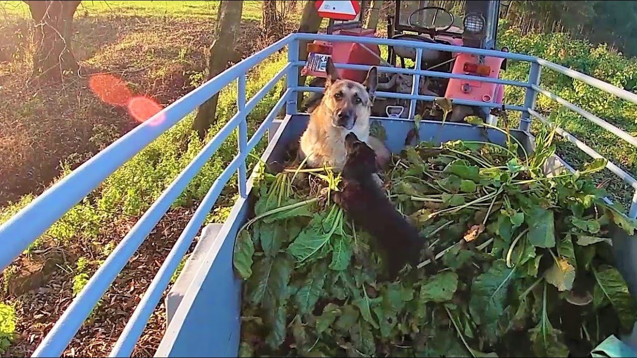 Buraki dla królików z Felą i Szarikiem :) Fela jedzie na ciągniku #GeroldPracuje