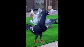 Fi̇lo Güverci̇nleri̇.