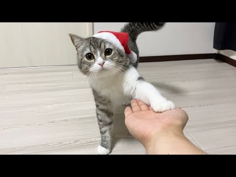 クリぼっちの飼い主を優しく慰めてくれるサンタ猫 Youtube