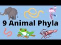 9 Main Animal Phyla