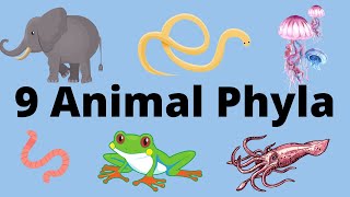 9 Main Animal Phyla