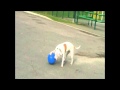 My dog and his boomer ball