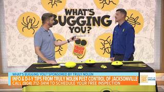 Whats Bugging You? - Info & D-I-Y Tips from Truly Nolen Pest Control of Jacksonville
