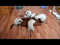 Как тайские котята рыбачили и самый храбрый залез в воду (в конце видео)! Тайские кошки - это чудо!
