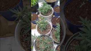 Fastbuds 42 update new things coming