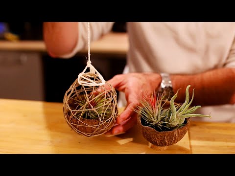 Vidéo: DIY Coconut Shell Plant Hanger - Comment faire pousser des plantes dans une coque de noix de coco