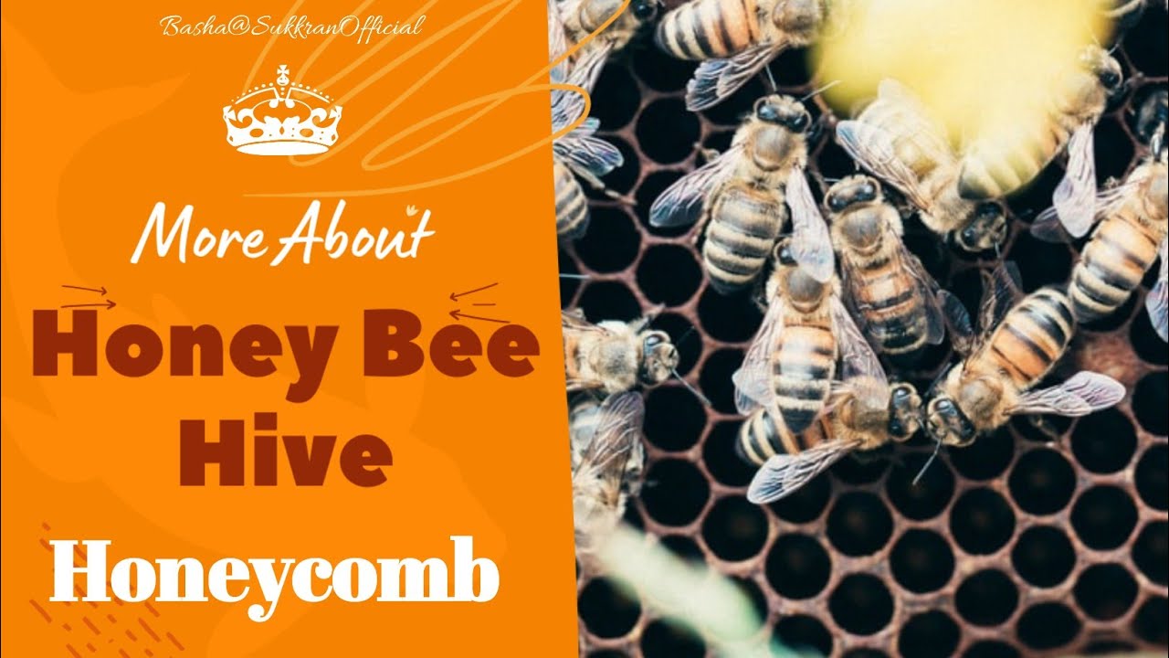 Watch More About Honey Bee Hive/Honeycomb. mp4 on YouTube Watch More About Honey Bee Hive/Honeycomb. mp4 on YouTube