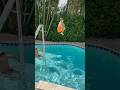 Pool ladder jumps