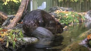 SickKids researchers sequence genome of the Canadian beaver