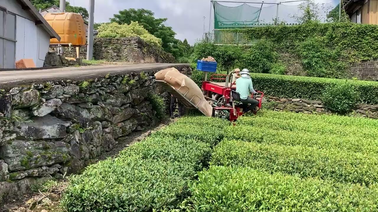 ブログ｜中島緑茶園 ～新茶・緑茶・紅茶 佐賀県嬉野～