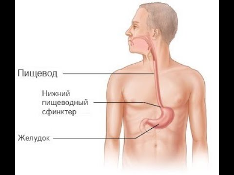 День пищевода