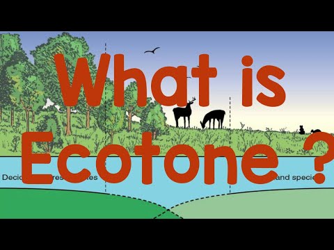 Ecotone.What is Ecotone. Example of Ecotone.