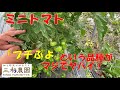 【ミニトマト】「プチぷよ」がヤバい理由。①美味しすぎる②収穫が激ムズ。NO483(2022.6.22）