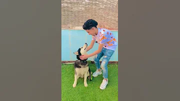 مهرجان انا قلبي تعب منكم سامر المدني اغنية صحبة جيب ومفيش حبيب ال مكسرة تيك توك 