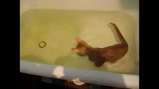 Кот который не боится воды / Cat who is not afraid of water(Самые смешные и интересные видео Вконтакте: http://vk.com/profeed., 2012-08-15T14:27:49.000Z)