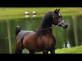 Arabian horse videos compilation ❤️💕. Watch till the end