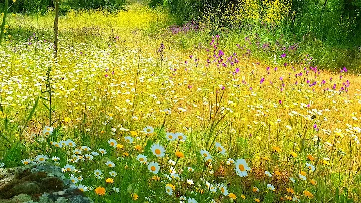 Relaxing Nature Ambience Meditation🌼GOOD MORNING SPRING NATURE THERAPY🌷Flowery MEADOW Healing Sounds - DayDayNews