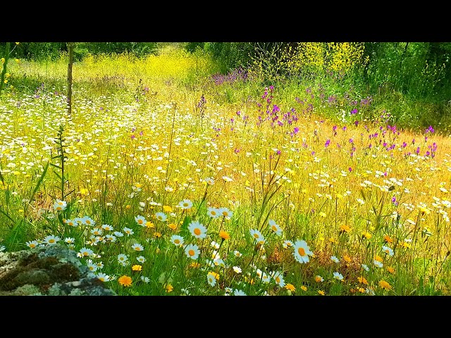 Relaxing Nature Ambience Meditation🌼GOOD MORNING SPRING NATURE THERAPY🌷Flowery MEADOW Healing Sounds class=